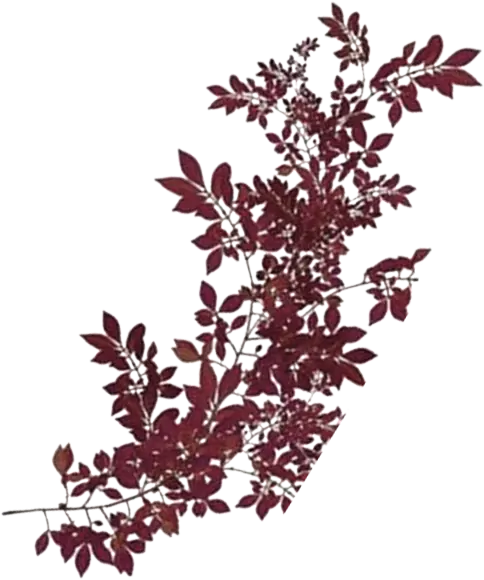 merah-art-numga-3